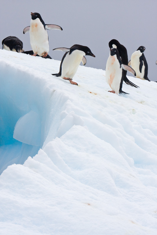 Adélie Penguins On Iceberg